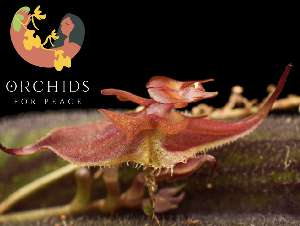 Orchids for Peace